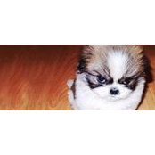 Nigel Pegus's photo