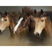 Melanie Lynch's photo
