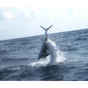 Carlos del Valle's photo
