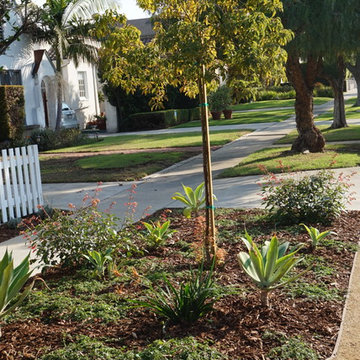 Parkway tree and planting.