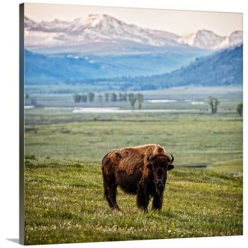 "Bison at Yellowstone National Park" Wrapped Canvas Art Print, 16"x16"x1.5"