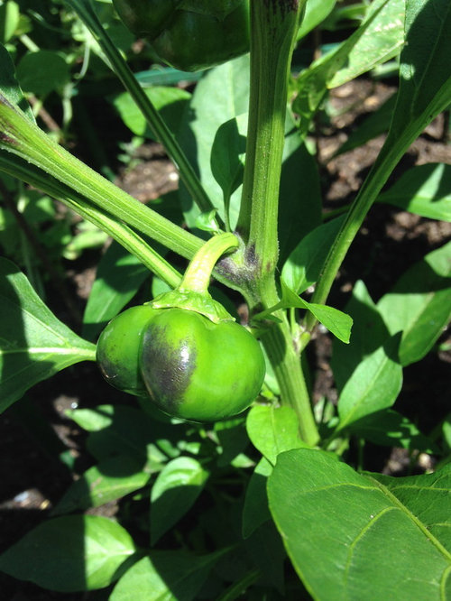 "Cute Stuff" bell peppers turning black on the bottoms?