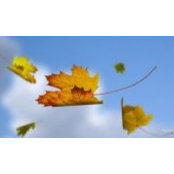 Deborah Saff's photo