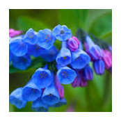 Sharon Whittington's photo