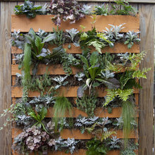 veggie garden