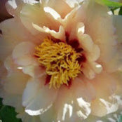 Donna Franzonia's photo