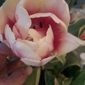 Pat Lyons's photo