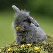 Tanie Ptaki's photo