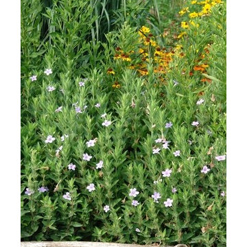 Ruellia humilis