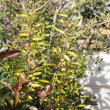 Jardín mediterráneo en terraza de ático