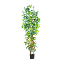 House Plants