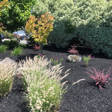 South Petaluma Front and Backyard