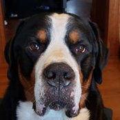 Fred Weisbergs foto