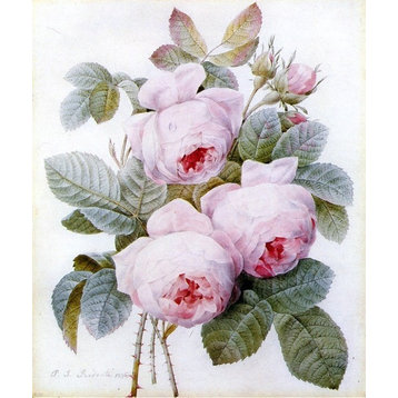 Pierre-Joseph Redoute Roses, 20"x25" Wall Decal Print