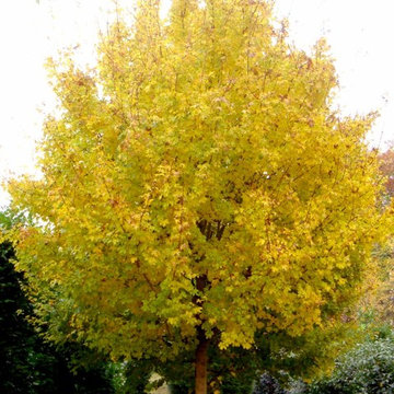 Selection of our semi-mature trees