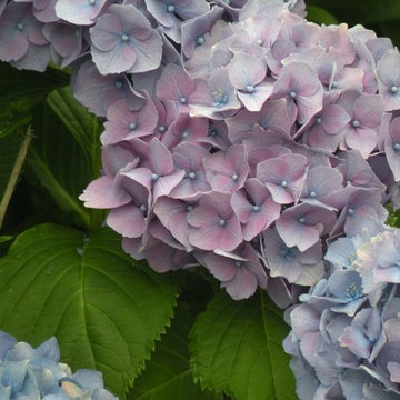 Hydrangea Festival Contest