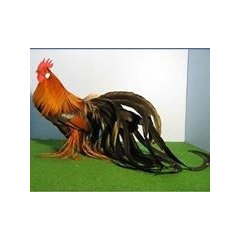 Rogue Rooster