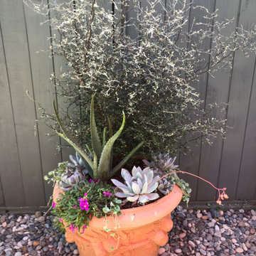 Mediterranean Garden in Tsawwassen