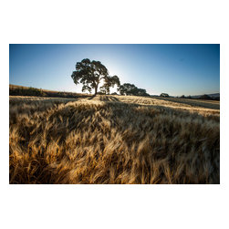 Douglas Page Photographic Arts - Wheat Field Oak, Canvas Giclee, 18"x12" - Prints And Posters
