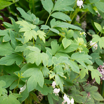 London Sanctuary Garden
