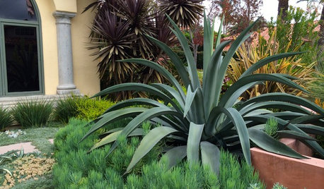 おしゃれな人はもう知っている!? 目をひく個性的な植物