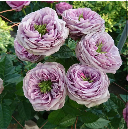 Roses with Proliferation