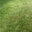 Shenandoah Turf