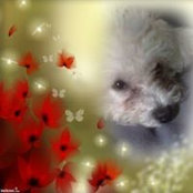 Krys Trannis foto