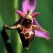 Tilen Konte's photo