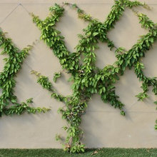 Lanscaping