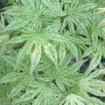 Japanese Maples