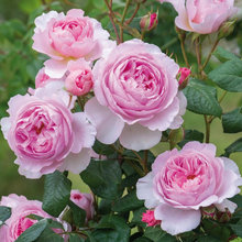 Rose Garden