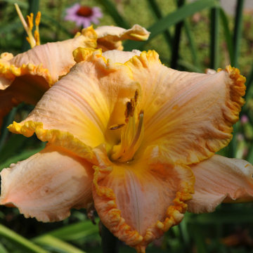 Pinochle Punch Daylily