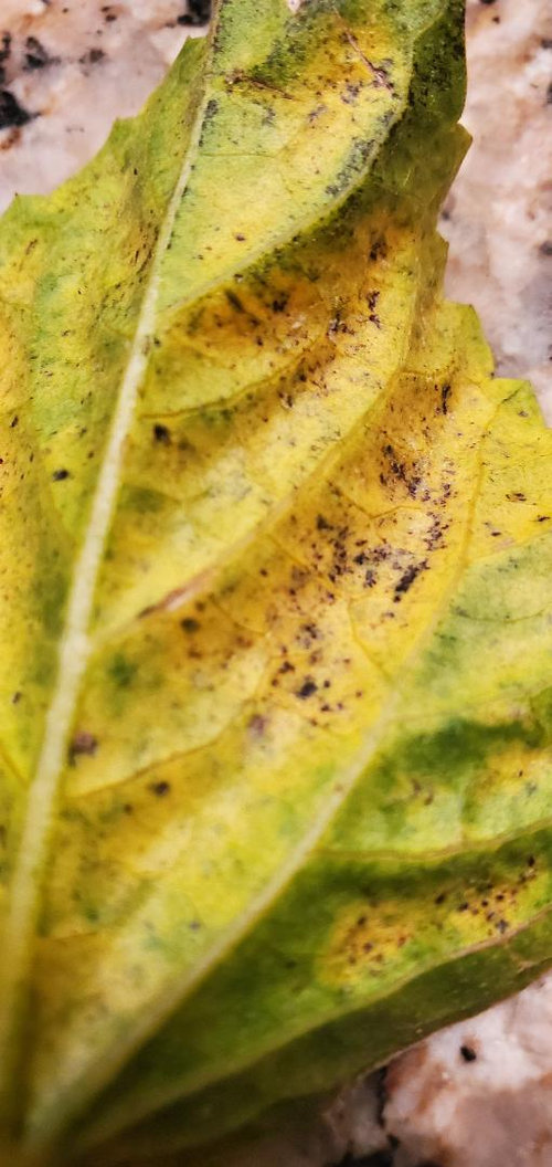 Please Help with dying hibiscus