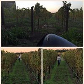 Angel Hawksby's photo