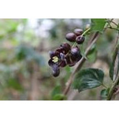 Paula Parilo's photo