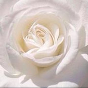 Flor Moraless billede