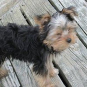 Darlene Wiggins's photo