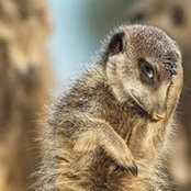 Foto de Joanna Hammill
