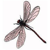 Pat Callair's photo