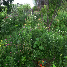 Forest Garden