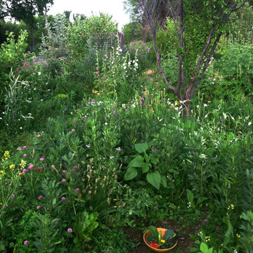 Edible Forest Garden