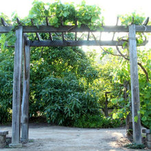 331 PERGOLA