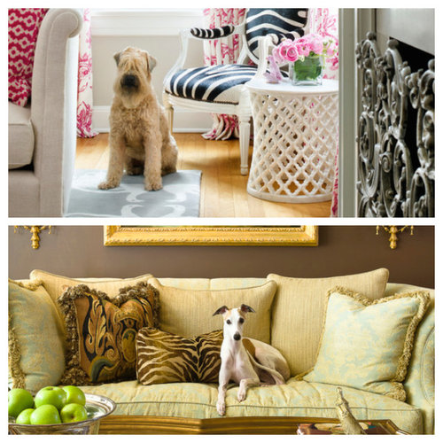 Should You Allow Dogs On Furniture