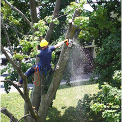 Tree Service Honolulu