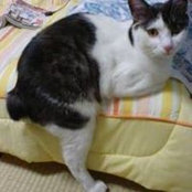 Ooya Mamorus foto