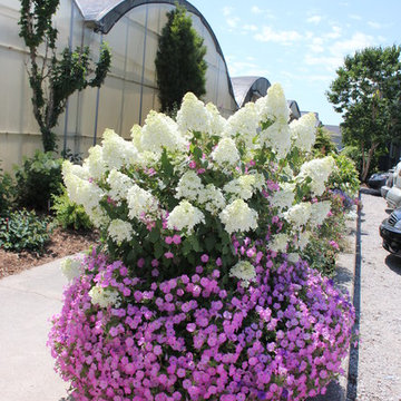 Bobo® Hardy Hydrangea (H. paniculata)