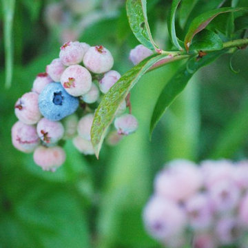 G A R D E N - The Edible Garden