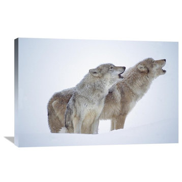 "Timber Wolves Close-Up Portrait Of Pair Howling In Snow, North America" Artwork