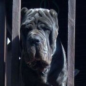Foto von French Rose